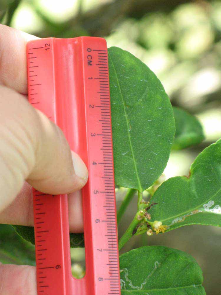            Unifoliolate leaf (Thornless Key lime, Winter Haven, FL)   